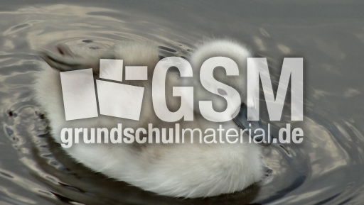 Schwanenküken (3).jpg